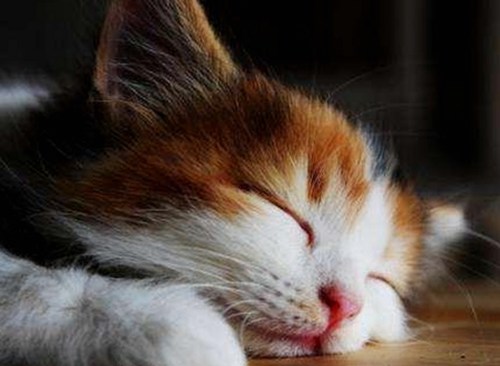 明星刘涛“直播门”引热议，真实反转令人震惊